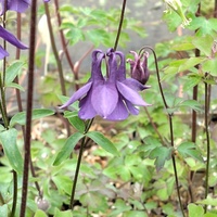 Aquilegia fragrans
